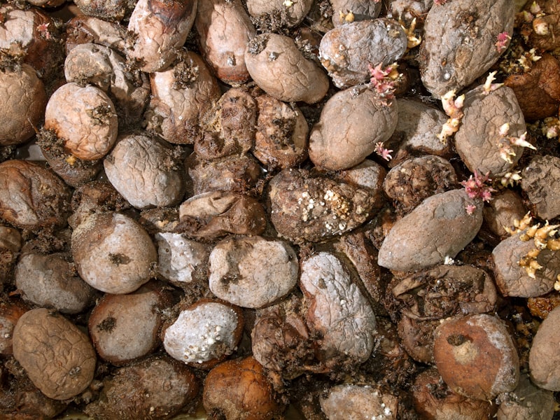 image of Litter & Toilet