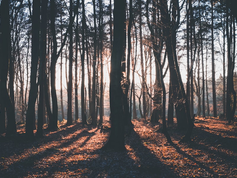 image of Trees, Condos & Scratchers