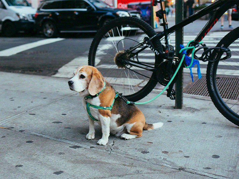 image of Leashes, Collars & Muzzles