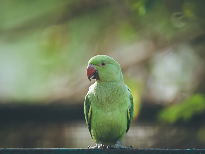 image of Birds