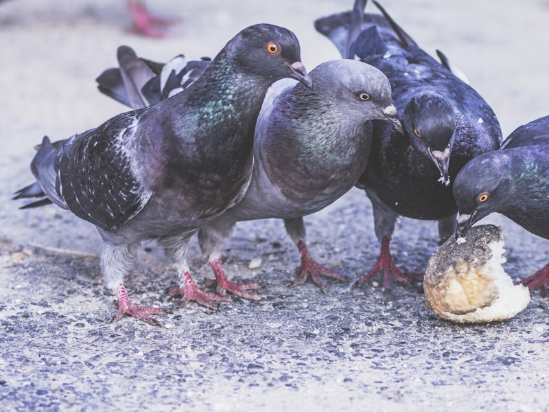 image of Birds Bowls & Feeders