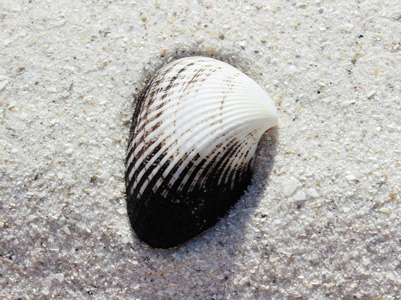 image of Breast Shells